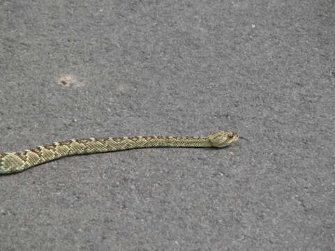 Image of Blacktail Rattlesnake