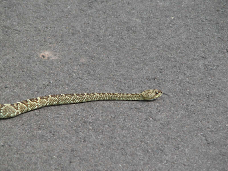 Image of Blacktail Rattlesnake