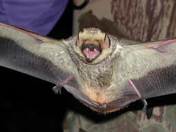 Image of Hawaiian Hoary Bat