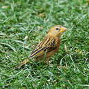 Image of Baya Weaver