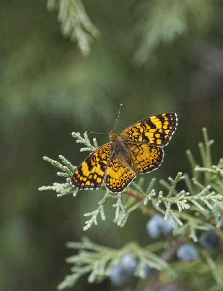 Image of Phyciodes tharos