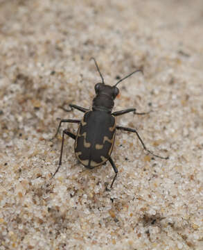 Image of Hairy-necked Tiger Beetle