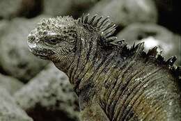 Image of marine iguana