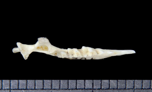 Image of Ussuri Shrew