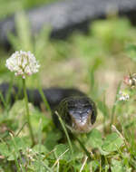 Image of Eastern Racer