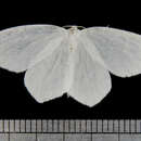 Image of Snowy Geometer