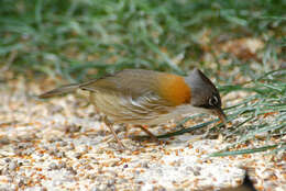 Yuhina flavicollis Hodgson 1836 resmi