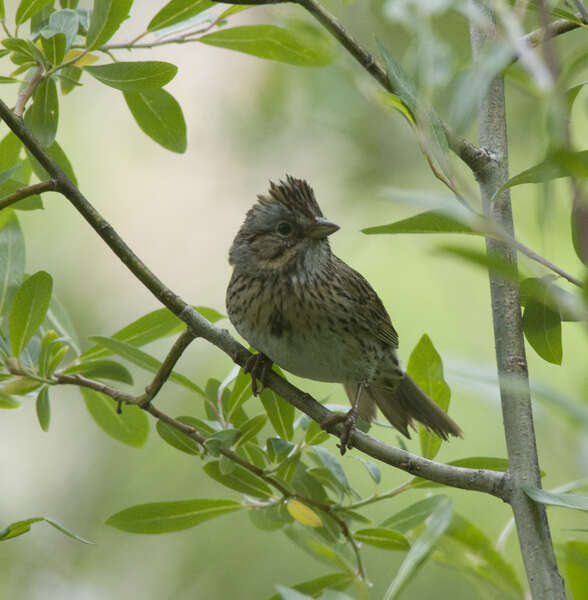 Image of Song Sparrow