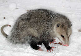 Image of Virginia Opossum