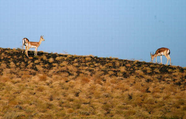 Image of Goitered Gazelle