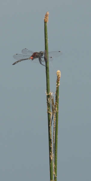 Image of Crimson-ringed Whiteface