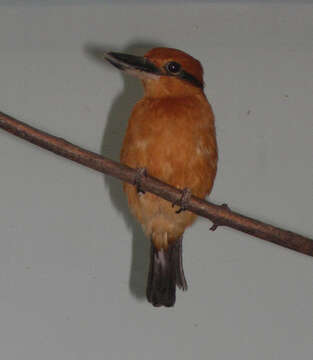 Image of Guam Kingfisher