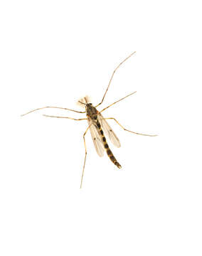 Image of midges