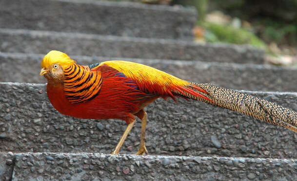 Chrysolophus pictus (Linnaeus 1758) resmi