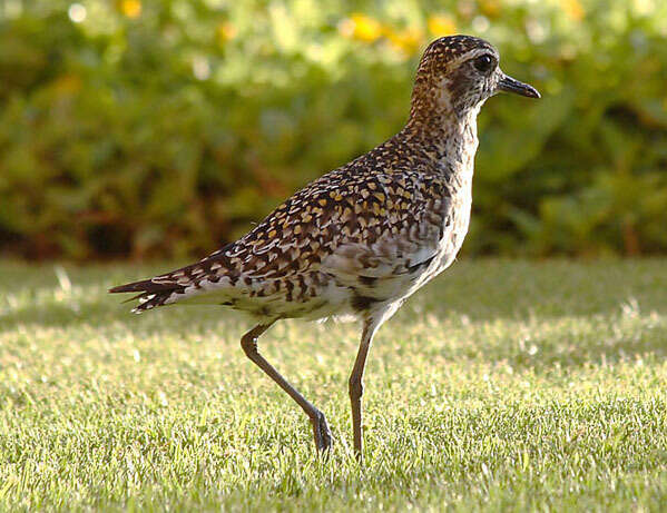 Image of Pacific Golden Plover