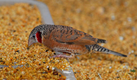 Image of Cut-throat Finch