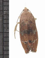 Image of Filbertworm Moth