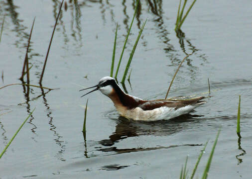 Image of Wilson's Phalarope