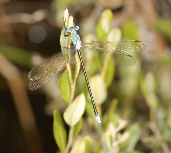 Image of Amber-winged Spreadwing