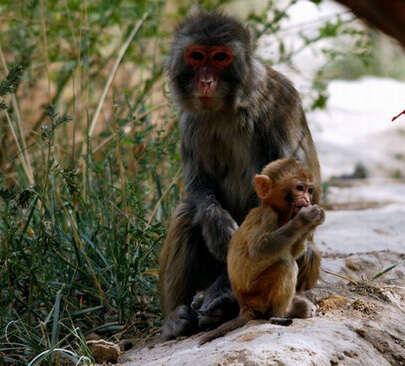 Image of Rhesus Monkey