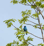 Image of Indigo Bunting