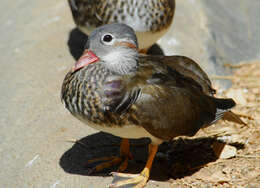 Image of Mandarin Duck