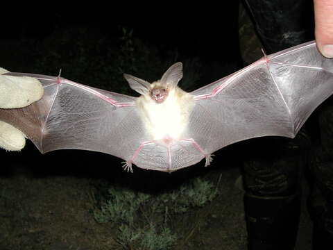 Image of pallid bat