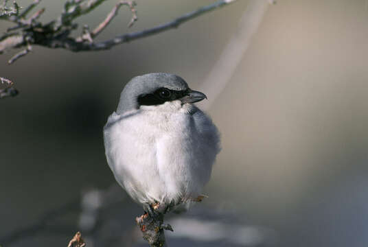 Image of Loggerhead Shrike