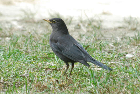 Image of Blackbird