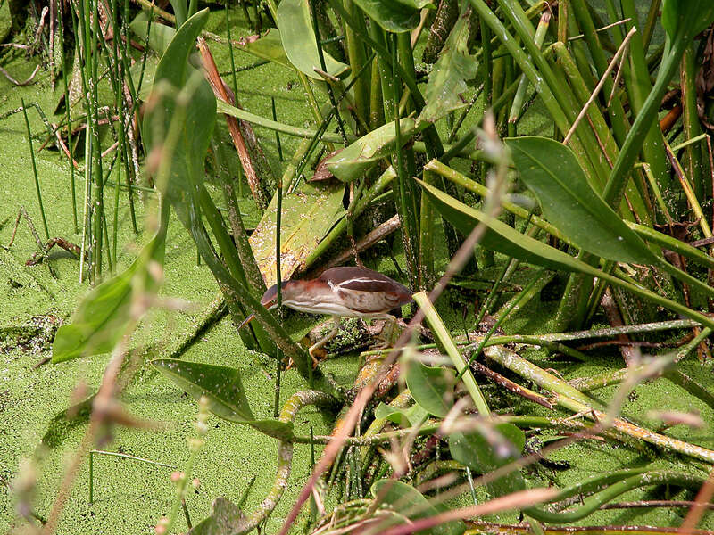 Image of Least Bittern