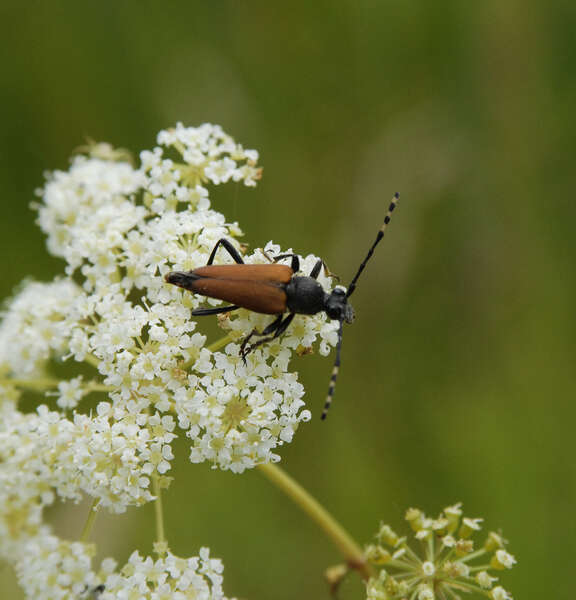 Leptura resmi