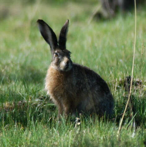 Plancia ëd Lepus oiostolus Hodgson 1840