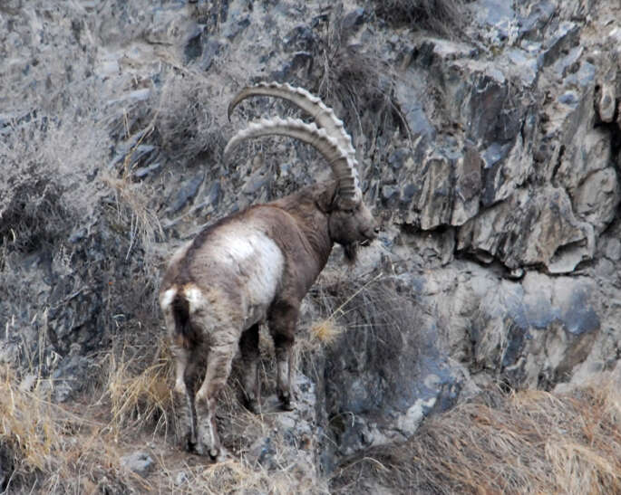 Image of Asiatic Ibex