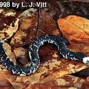 Image of Speckled Worm Lizard