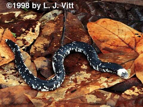 Image of Speckled Worm Lizard