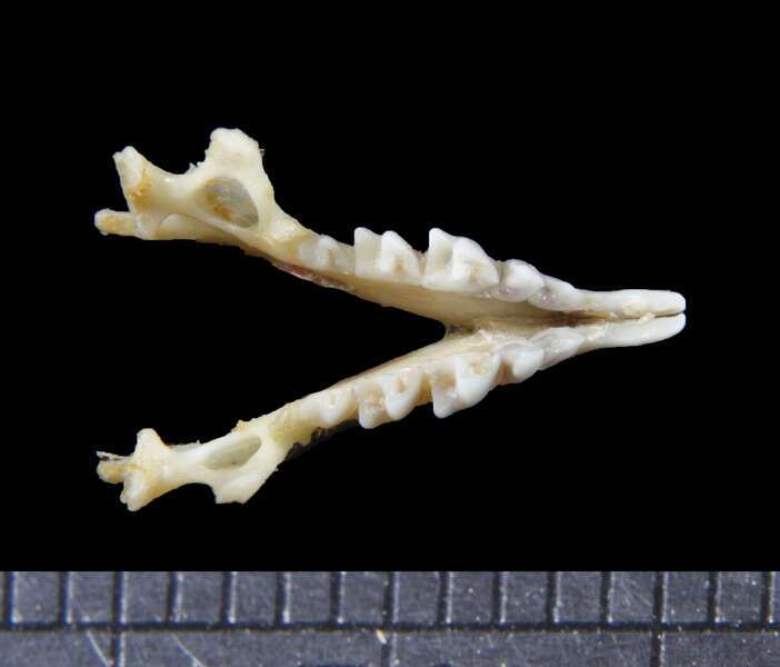 Image of bicoloured white-toothed shrew, bicoloured shrew