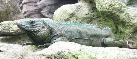 Image of Ground Iguanas