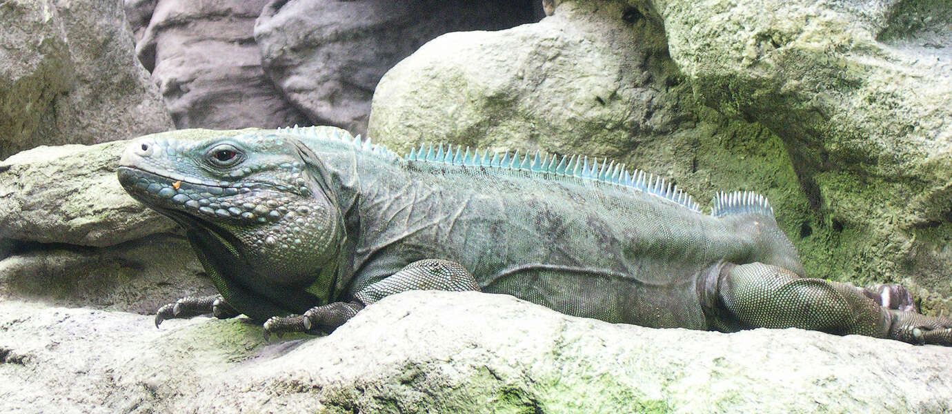 Image of Blue Iguana