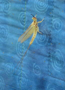 Image of common burrower mayflies