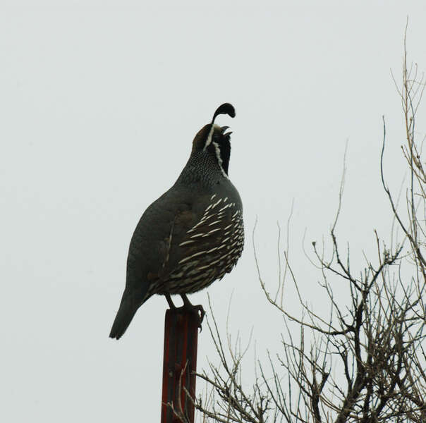 Image of California Quail