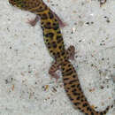 Image of Texas Banded Gecko