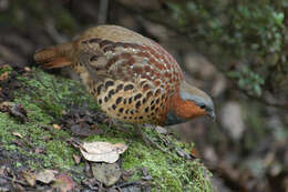 Image of Bamboo-partridges