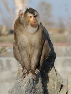 Image of Pig-Tail Macaque