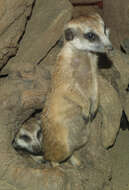 Image de Suricata Desmarest 1804