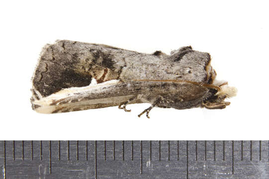 Image of Red-humped Oakworm