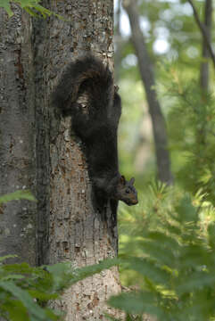 Image of Sciurus subgen. Sciurus Linnaeus 1758