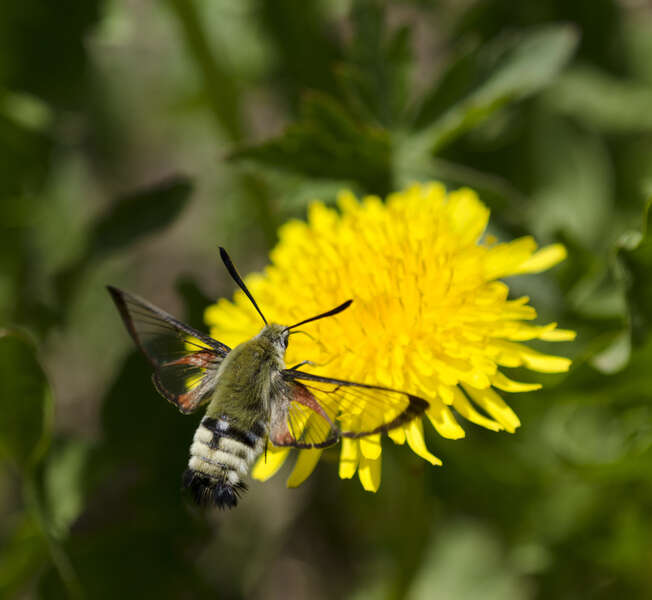 صورة Hemaris thetis (Boisduval 1855)