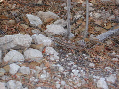 Image of Eastern Fence Lizard