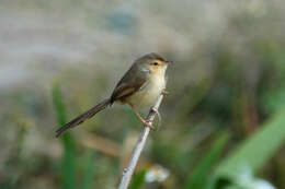 Plancia ëd Prinia inornata Sykes 1832