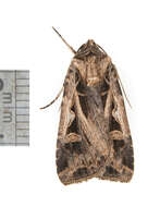 Image of Dingy Cutworm Moth